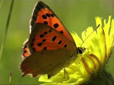 Licena delle paludi