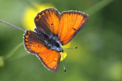 Lycaena hippothoe