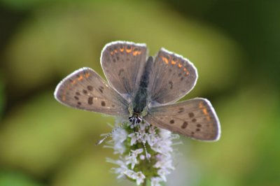 Lycaena tityrus