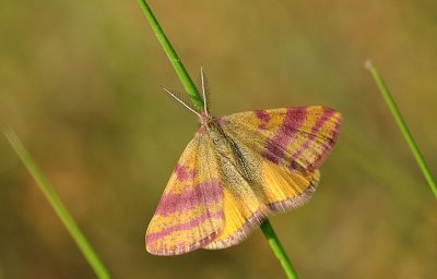 Litrhia cruentaria