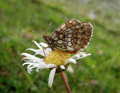 Melitalea varia