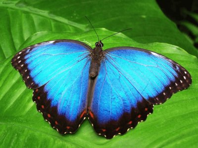 Morpho peleides