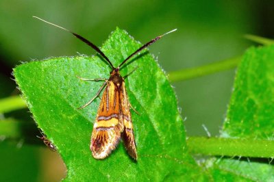 Nemophora degeerella