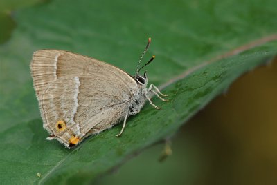 Neozepayrus quercus