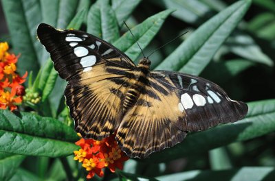 Parthenos sylvia