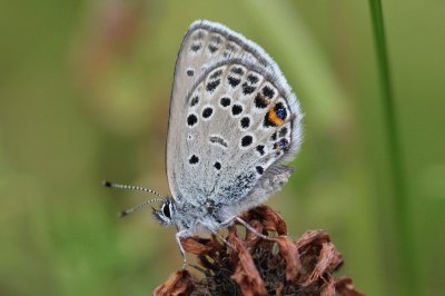 Plebejus opitilete jigsaw puzzle