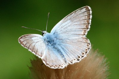 Polyommatus coridon