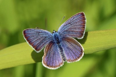 Polyommatus semiargus