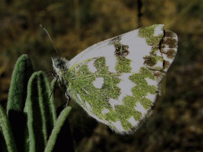 Pontia daplidice