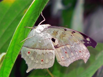 Protogoniomorpha  parhassus