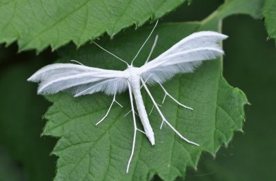 Pterophorus pentadactyla