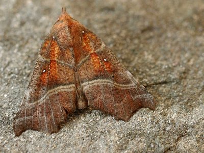 Scoliopteryx libratix