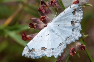 Scopula decorata