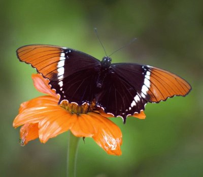 Siproeta epaphus