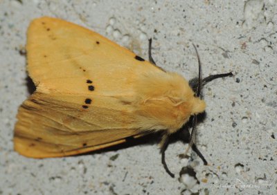 Spilosoma lutea