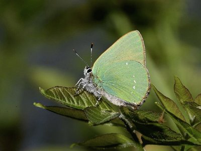 Teca del biancospino