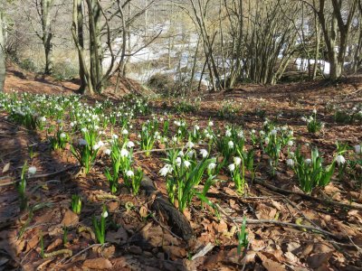 radura di primavera