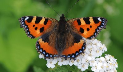 Vanessa dell 'ortica