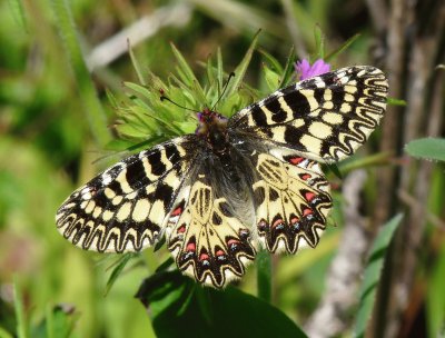 Zerynthiar cassandra