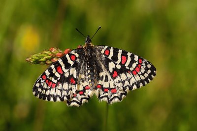 Zerynthiar rumina