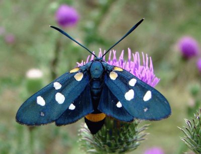 Zygaena ephialtes