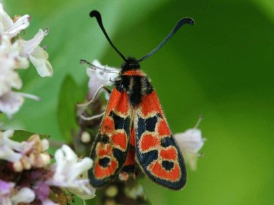 Zygaena fausta