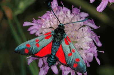 Zygaena filipendulae