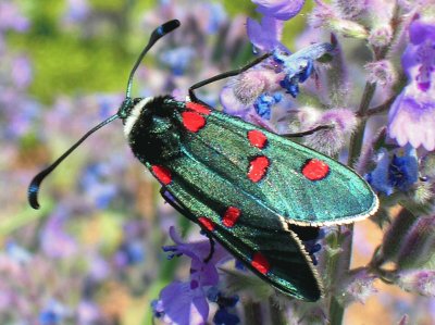 Zygaena lavandulae