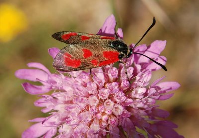 Zygaena loti