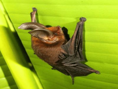 Pipistrello dai piedi a ventosa