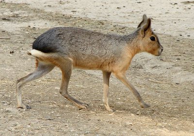 Patagonian mara