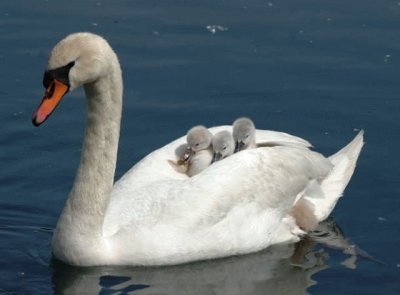 Cigno con i piccoli