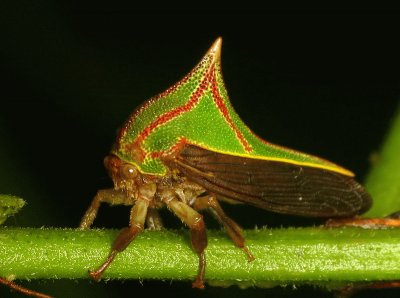 Umbonia spinosa