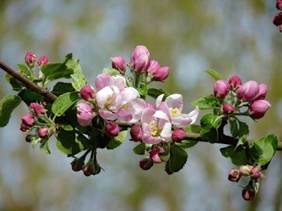 apple blossoms