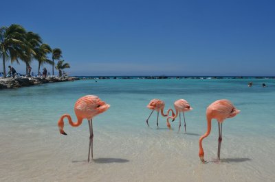 flamingos