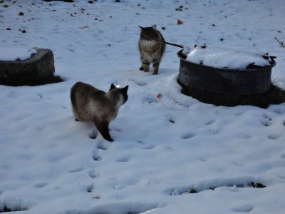 chats dans la neige