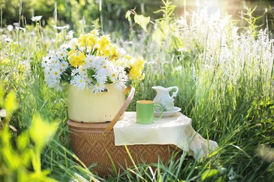 Daisy Picnic-Still Life