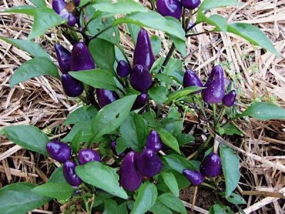 Purple Chile Peppers