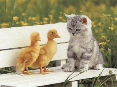 cats and ducks