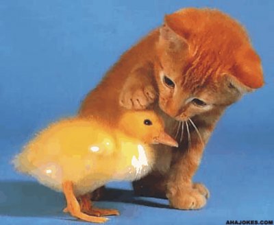 cats and duck