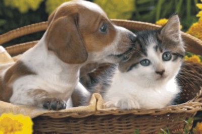 cats and dogs