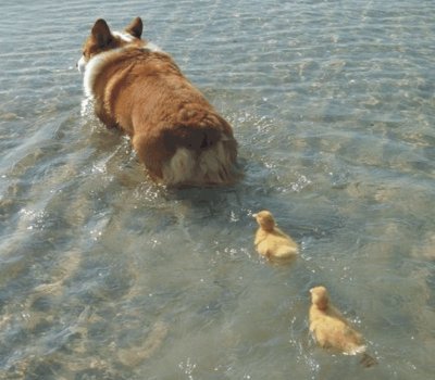 dog and ducks