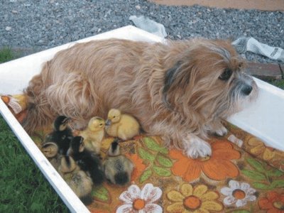 dog and ducks