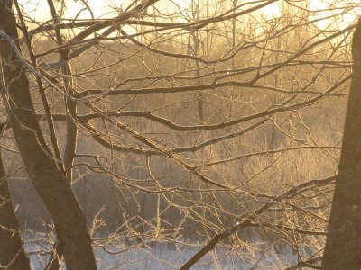 Icy trees in morning sun