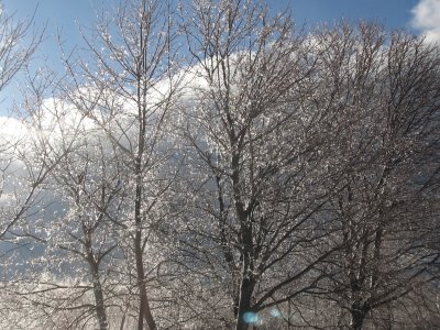 Sparkly trees in morning sun