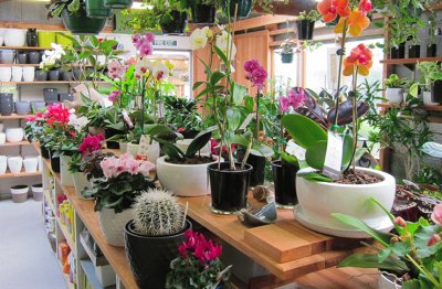 Plants and Flowers-Store Display