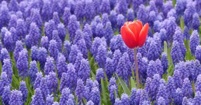 Tulip in Purple Flower Field