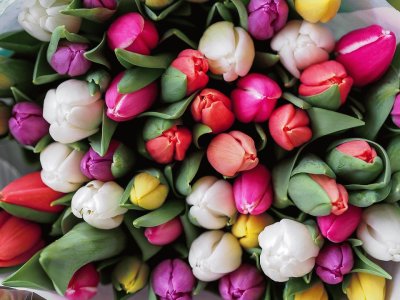 Tulips