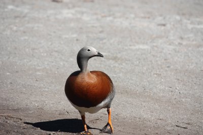 CormorÃ¡n