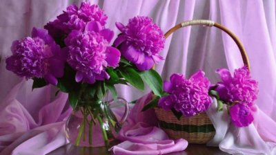 Beautiful Purple Peonies-Still Life